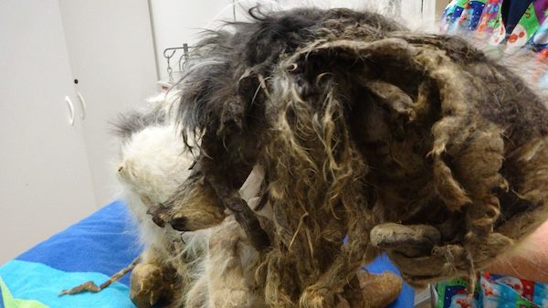 Dog Thought To Be Dead in Basement Saved Just In Time