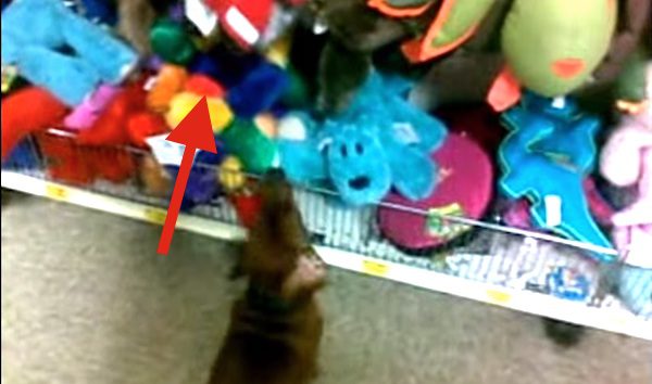 Dachshund Puppy Is The Most Adorable Shoplifter
