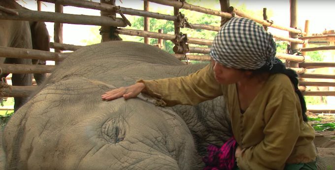 elephant lullaby