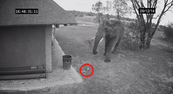 elephant picks up garbage