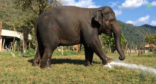Elephant Breaks Sprinkler To Make Water Fountain