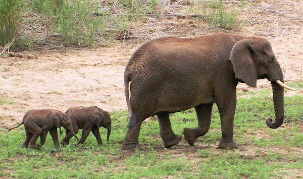 Rare Elephant Twins Explore Reserve With Their Mother