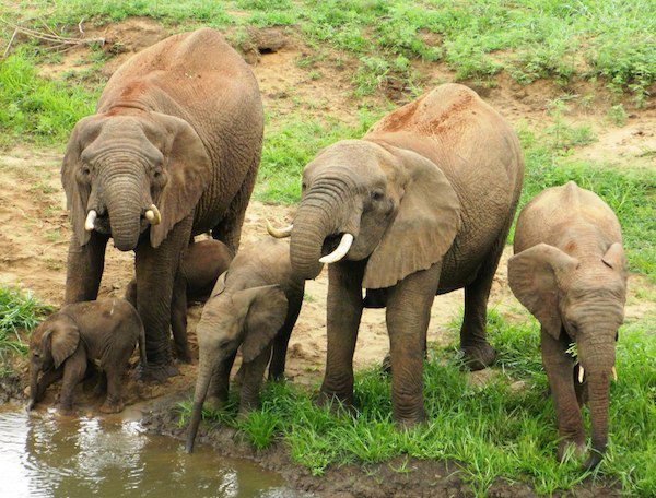 elephant-twins-3