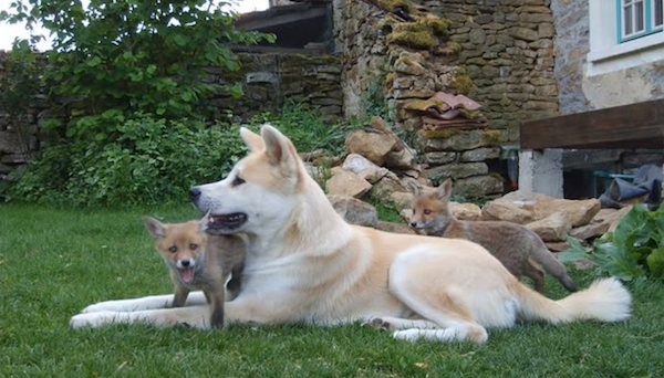 Orphaned Fox Kits Adopted By Akit Inu Dog