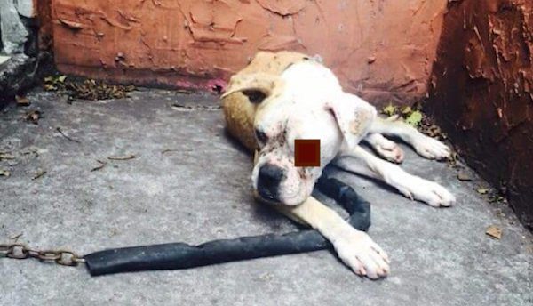 Rescuers’ Hearts Drop When They Rush To Save Dog Abandoned, Beaten And Chained In Stairwell