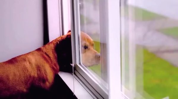 After Watching This I Will Never Look At Dogs The Same Way Again
