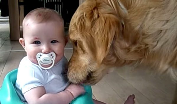 Sweet Golden Retriever Comforts Baby With Chicken Pox