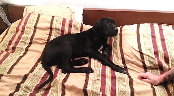 Great Dane puppy doesn't like to be woken up
