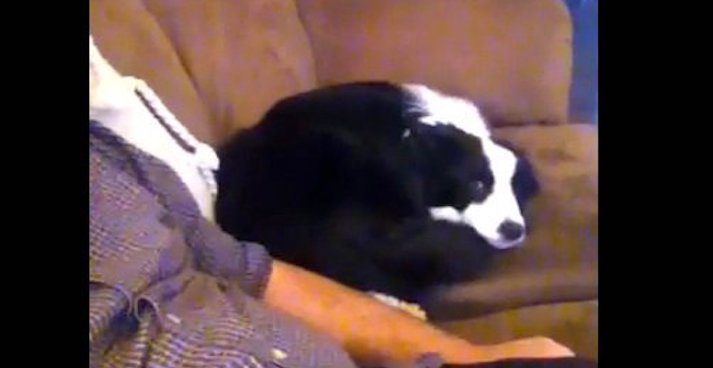Guilty Dog Tries To Charm Her Way Out Of Trouble
