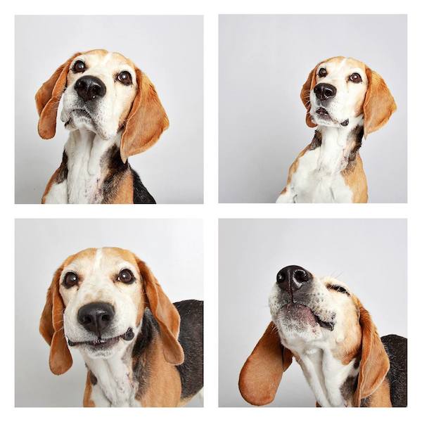 Harley available for adoption
