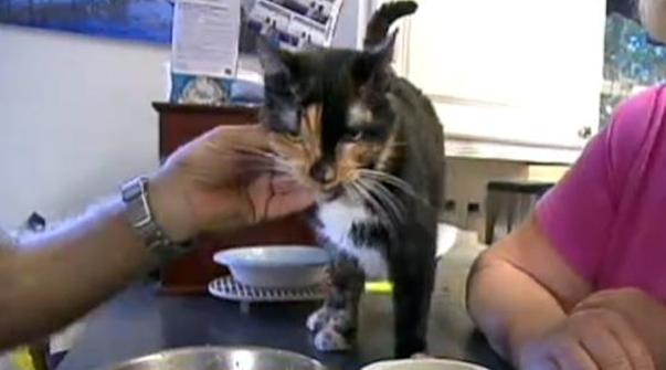 holly the cat