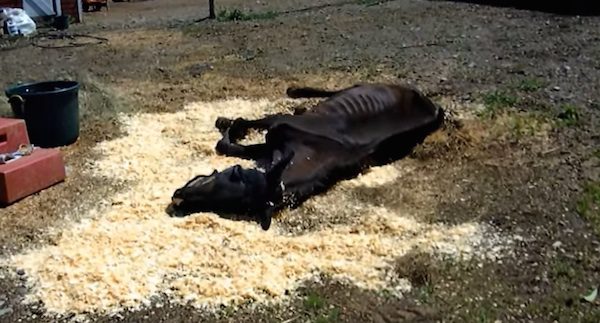 Neglected Horse Makes A Miraculous Recovery