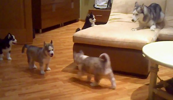 Husky Mom Plays With Her Adorable Puppies