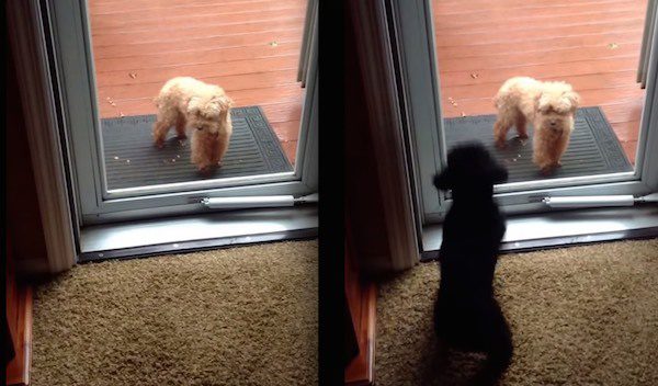 Sweet Puppy Opens Door For Elderly Dog