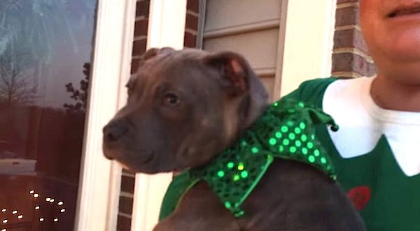 Santa’s Elves Deliver Shelter Puppy To Surprised Kids