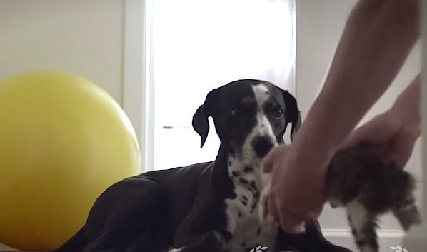 Kitten Meets Dog On First Day Home