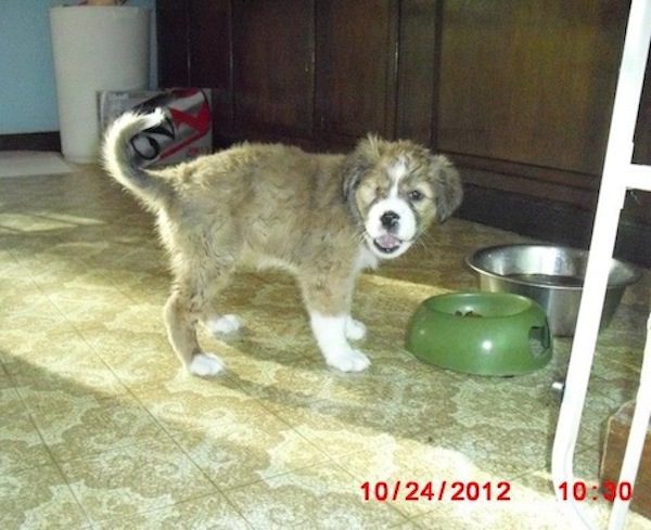 leela-rescue4