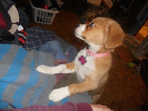 leela-rescue7
