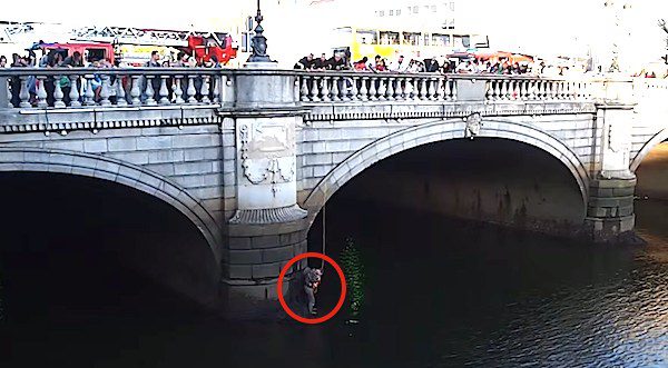 Homeless Man Risks His Life To Save Pet He Calls His Child