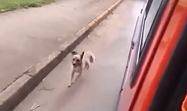 Loyal Dog Chases After Ambulance To Stay By His Homeless Owner’s Side