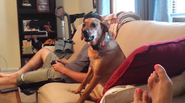 macie the dog