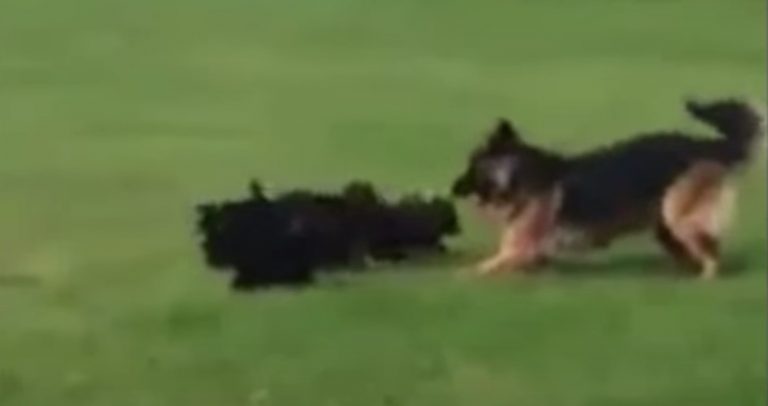 Sweet German Shepherd Dog Plays With Her Puppies