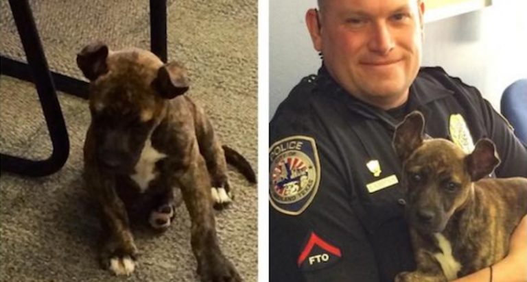 Police Officers Rescue Puppy After Man Tries Throwing Her Into Traffic