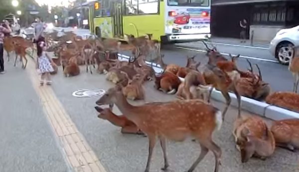 deer of nara