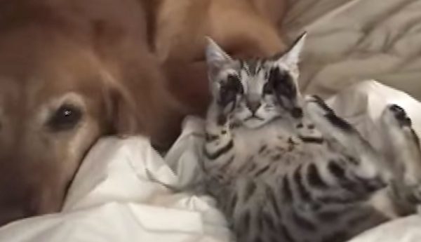 ninja kitten
