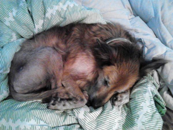16-Year-Old Dog Makes Incredible Transformation After Rescue From Shelter
