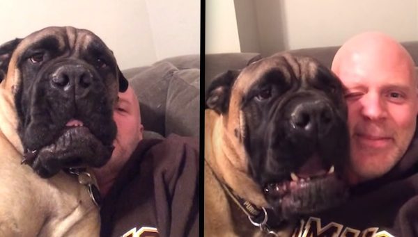 Norman the Bullmastiff