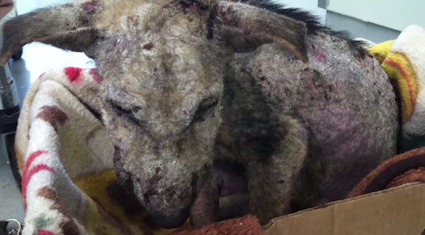 Children Were Scared When They Saw Stray Dog, But Her Transformation Is Amazing