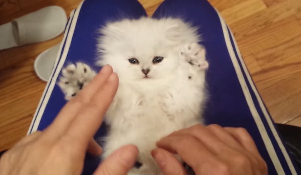 Persian Kitten Loves Being Tickled