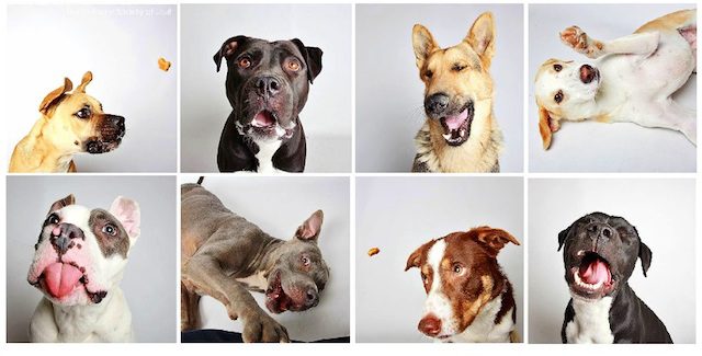 Adorable Photo Booth Pics Of Shelter Dogs Help Them Find Forever Families