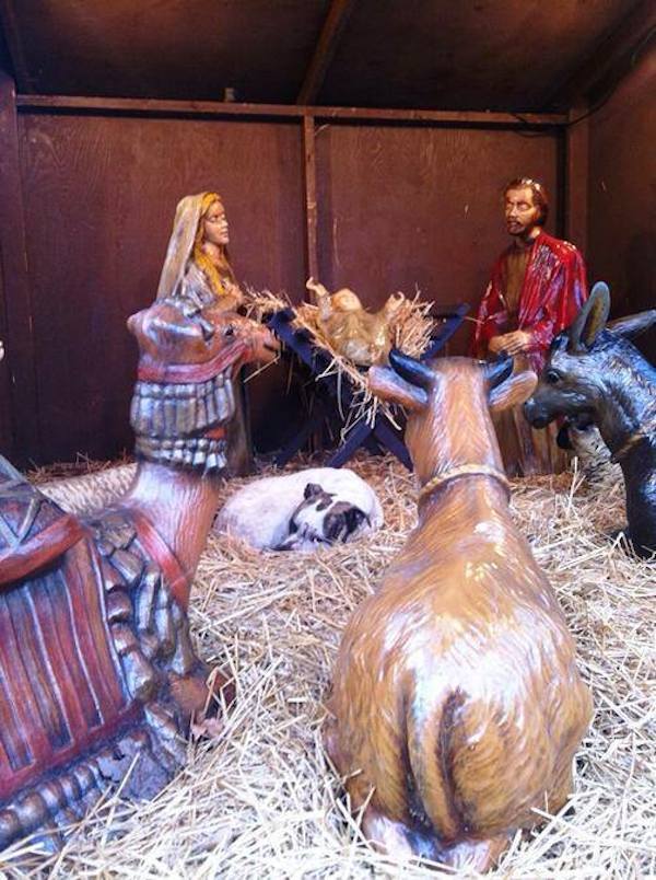 pitbull-in-a-manger