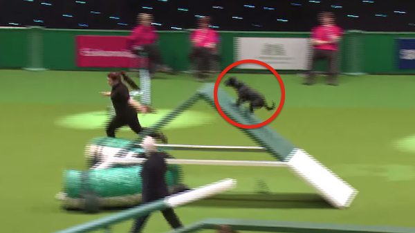 dog at cruft show surprises everyone
