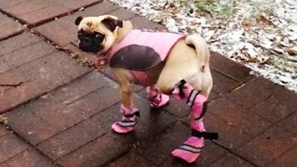 pug in booties
