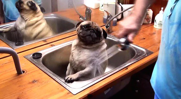 pug gets bath