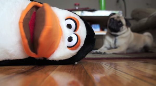 Confessions Of A Dog Toy