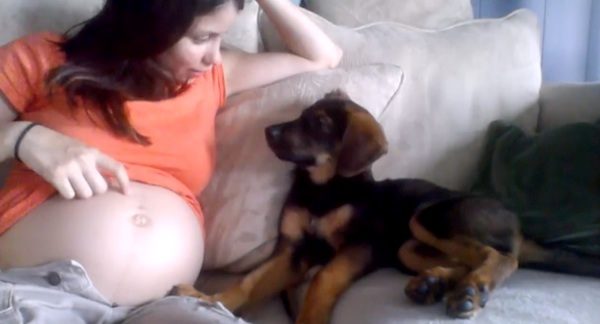 Puppy Approves Of Baby On The Way