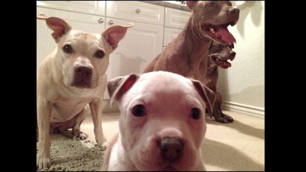 Rescued Pit Bull Puppy Desperately Wants To Hang Out With His New Big Brothers