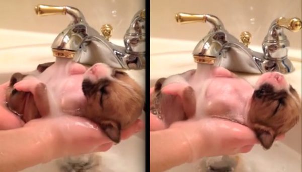 10-Day-Old Puppy Saved From A Dumpster Given A Warm Bath