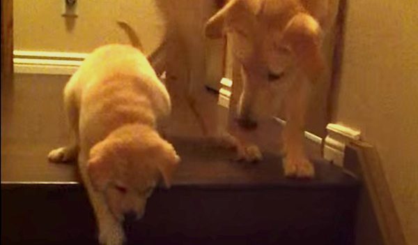 puppy teaches other puppy to use stairs