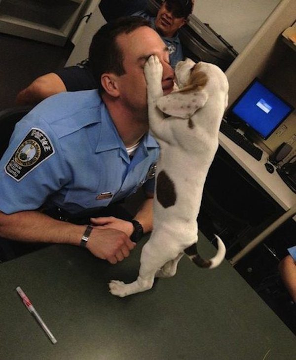 puppy-seven-7