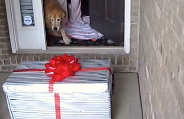 puppy surprise