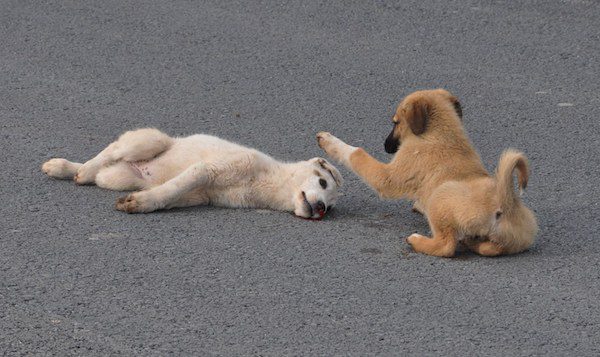 puppy rescue