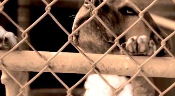 dog rescued from kennel after 6 years