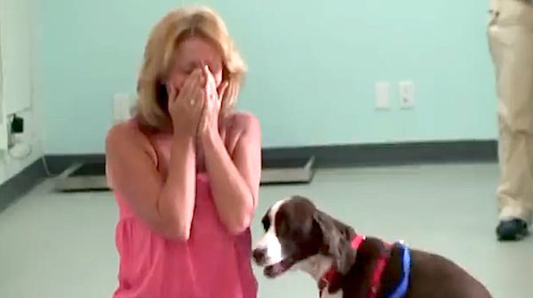 Paralyzed dog walks again