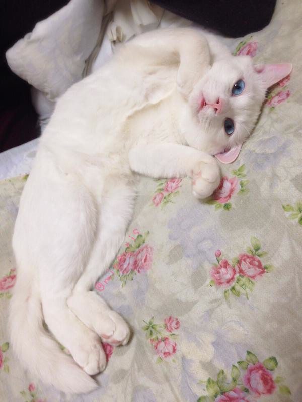 sleepy-cat-1