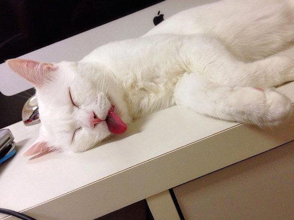 sleepy-cat-2